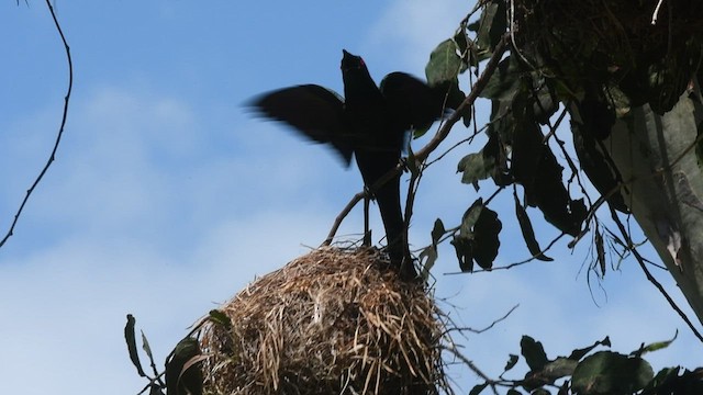 Metallic Starling - ML489512481