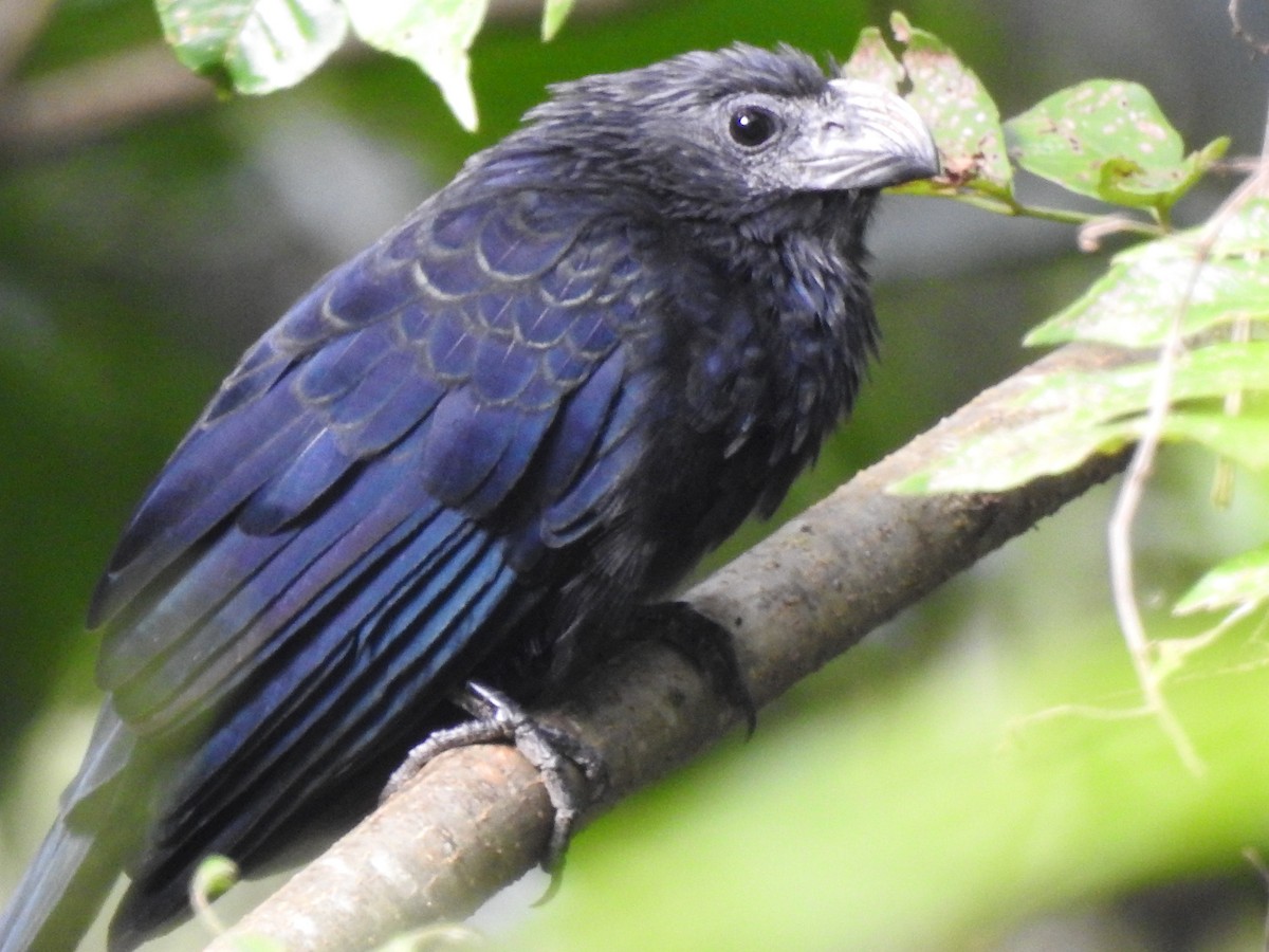 Groove-billed Ani - ML489512841