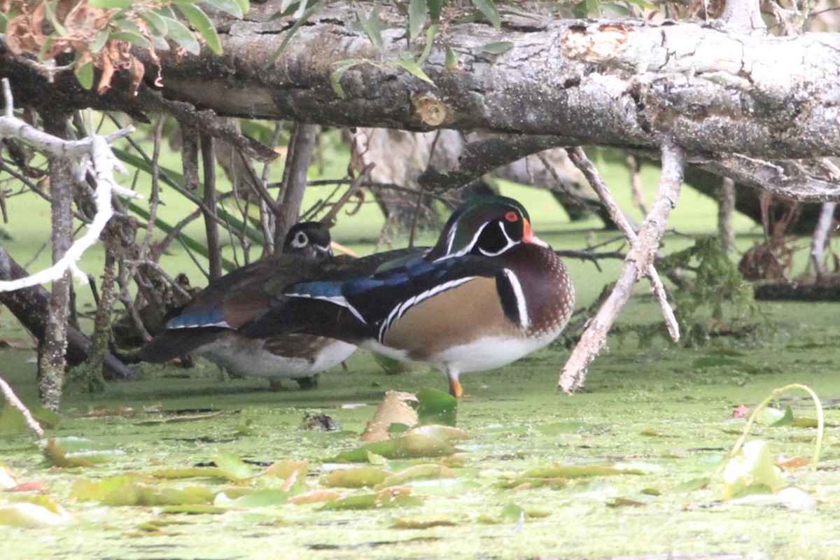 Wood Duck - ML489513611