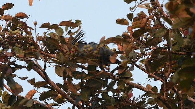 Cacatúa Enlutada - ML489516071