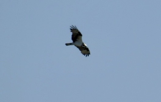 Osprey - ML489517111