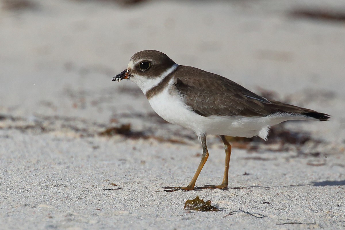 Semipalmated Plover - ML489517291