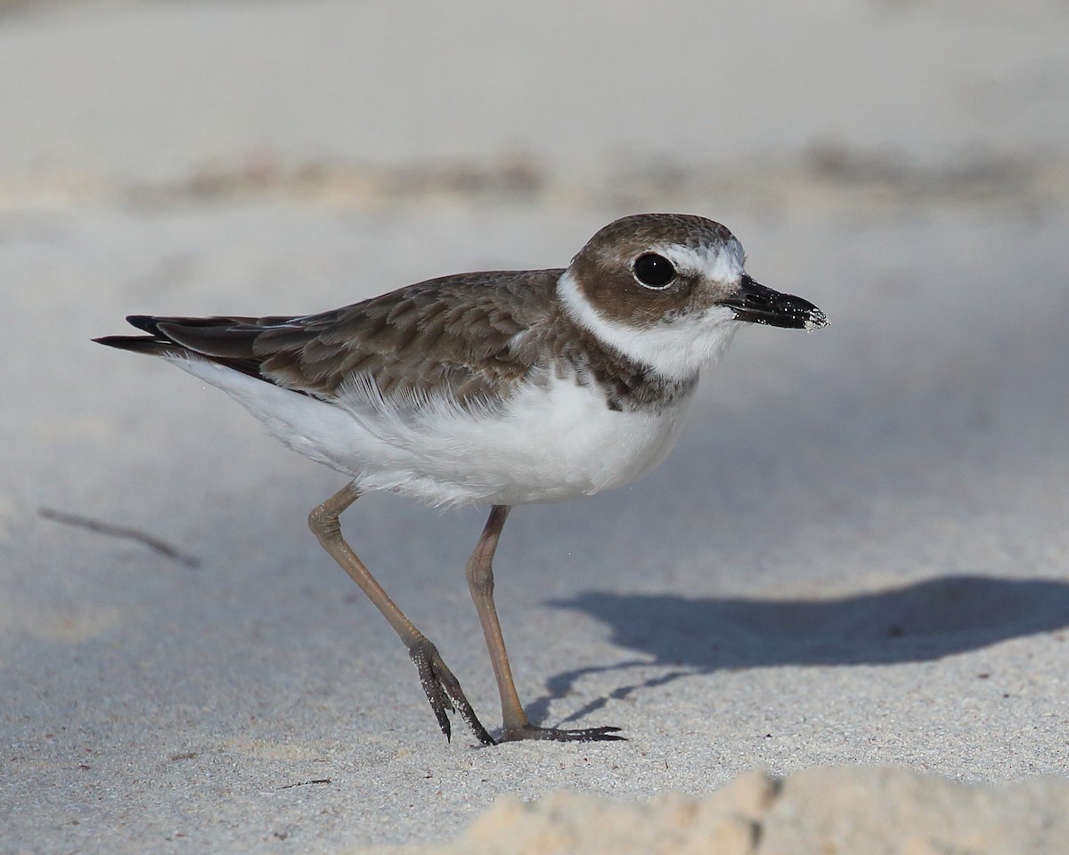 Wilson's Plover - ML489517371
