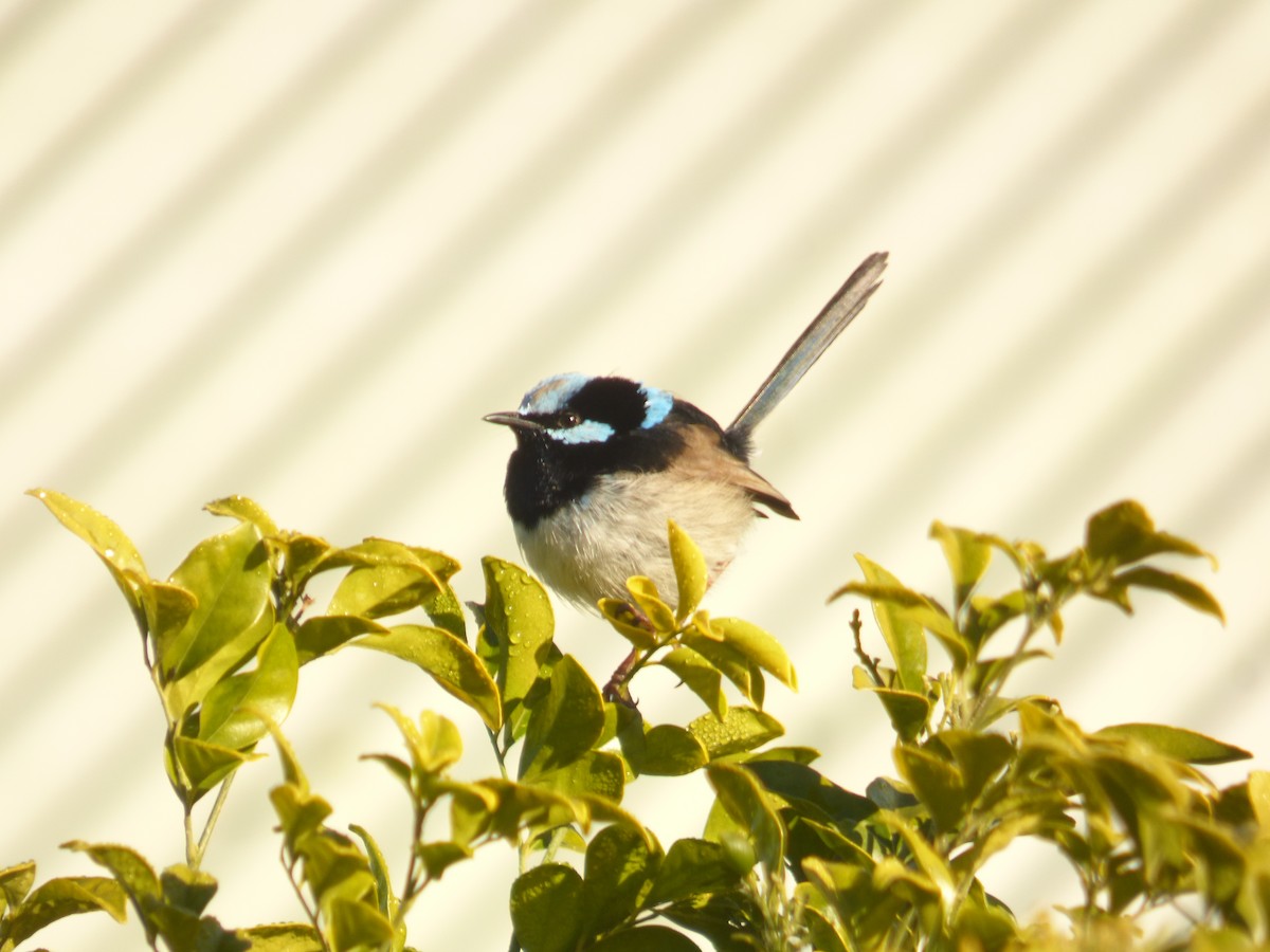 Superb Fairywren - ML489518551