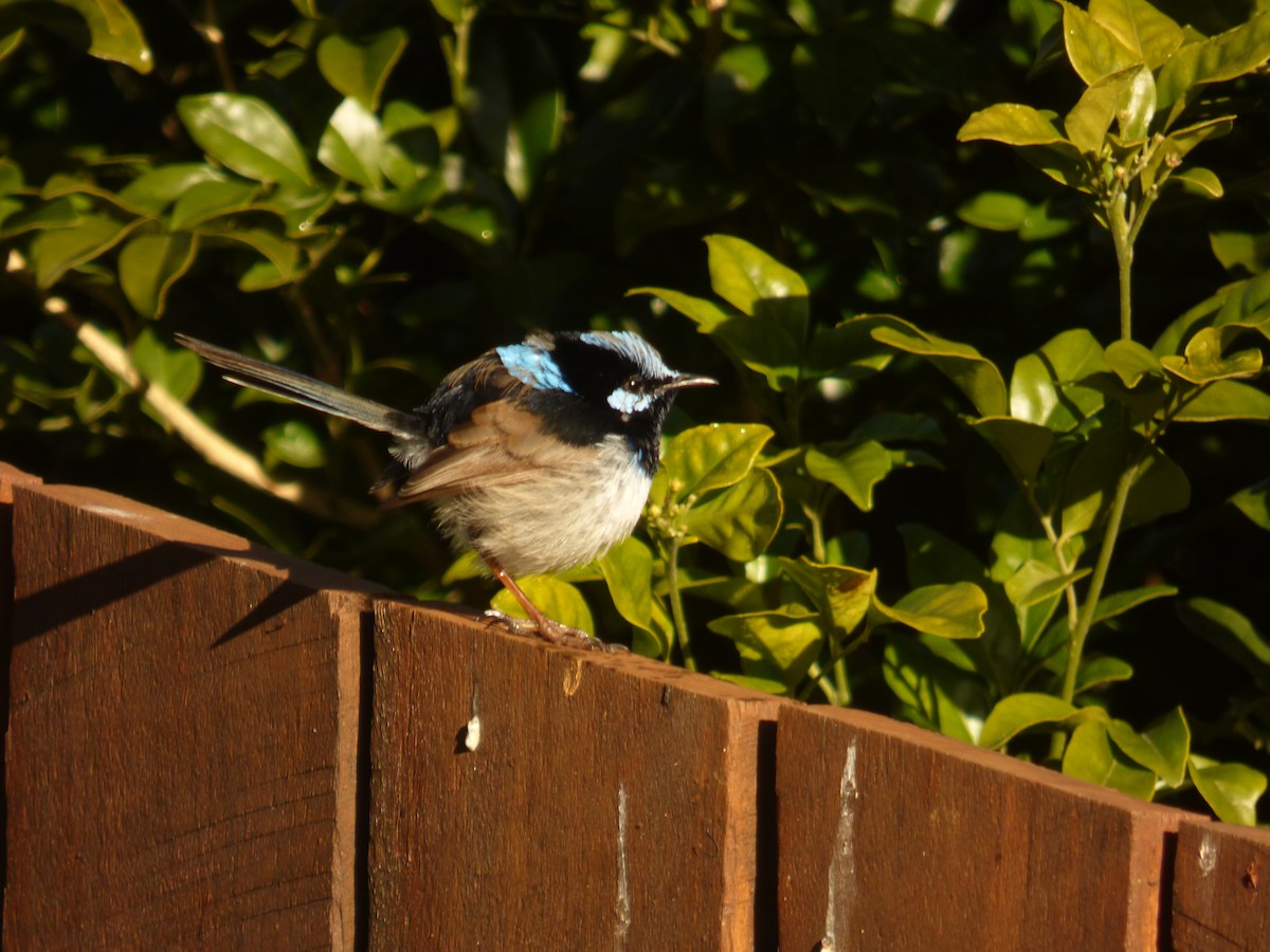 Superb Fairywren - ML489518561