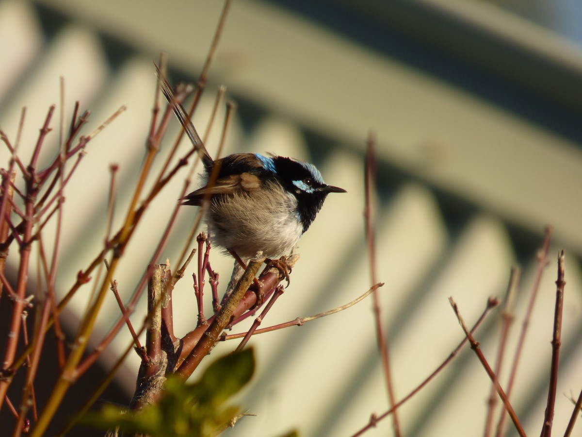 Superb Fairywren - ML489518941