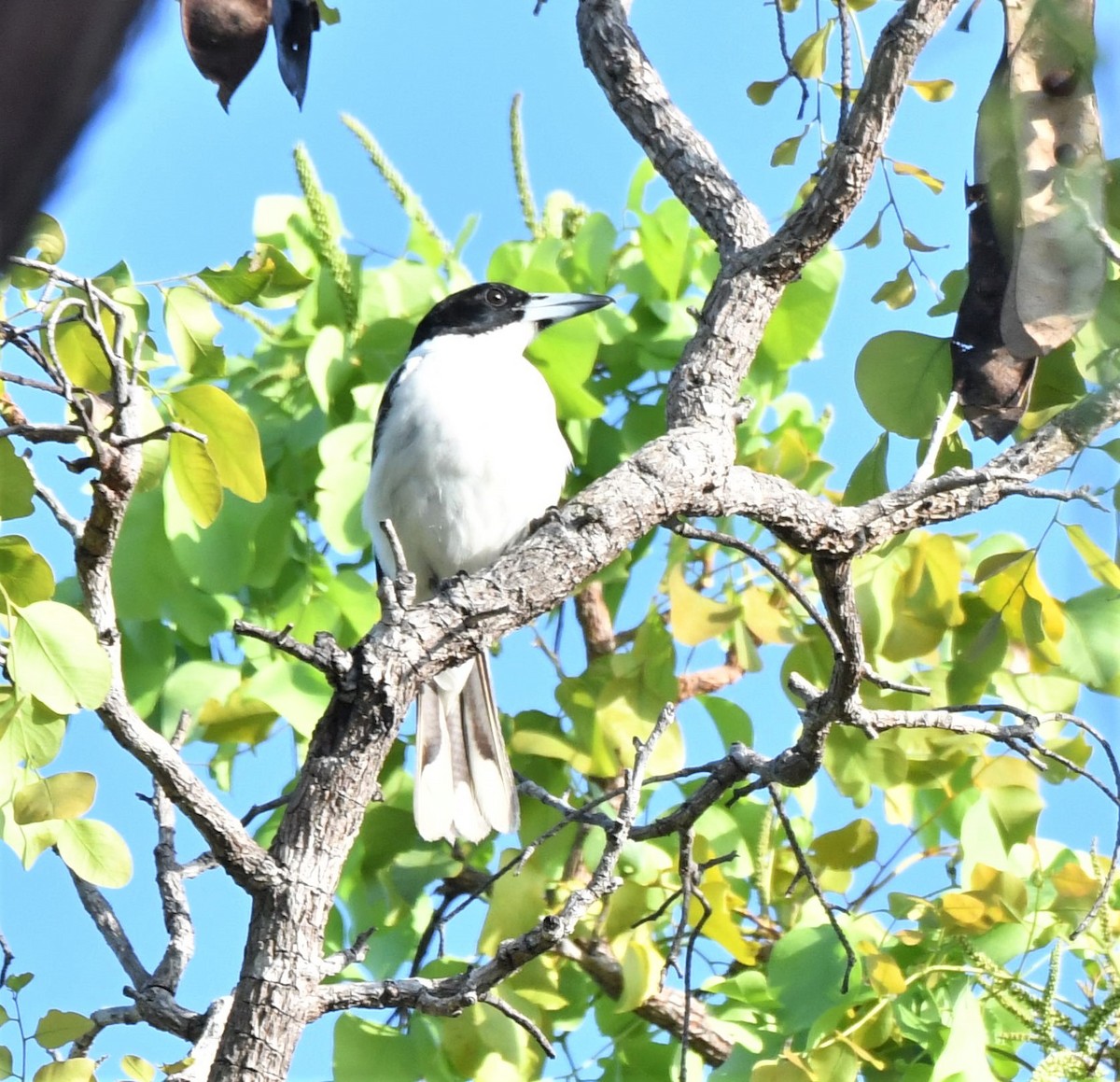 Black-backed Butcherbird - ML489519471