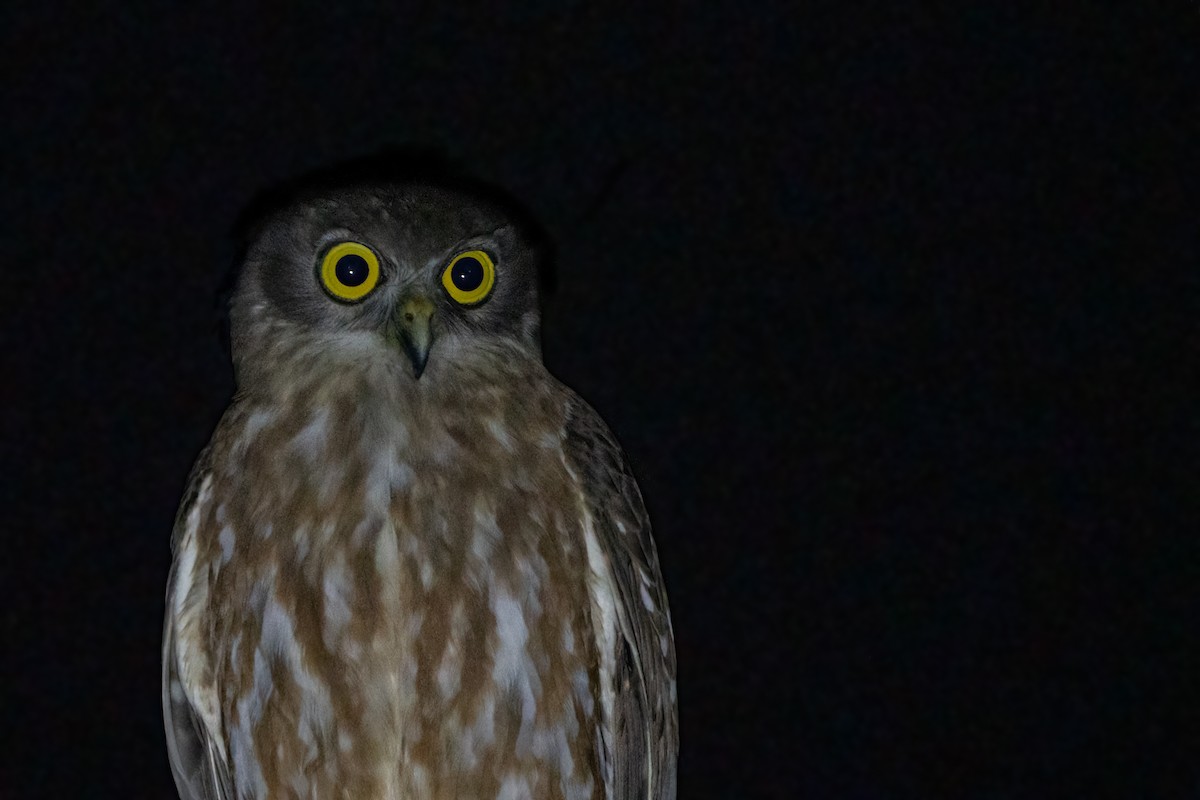 Barking Owl - ML489519551