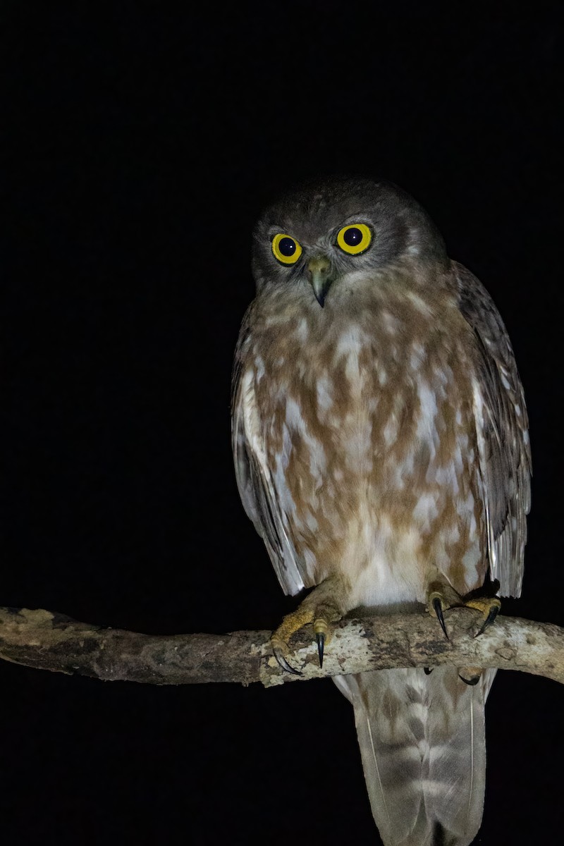 Barking Owl - ML489519571