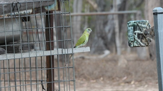 Golden-shouldered Parrot - ML489520191