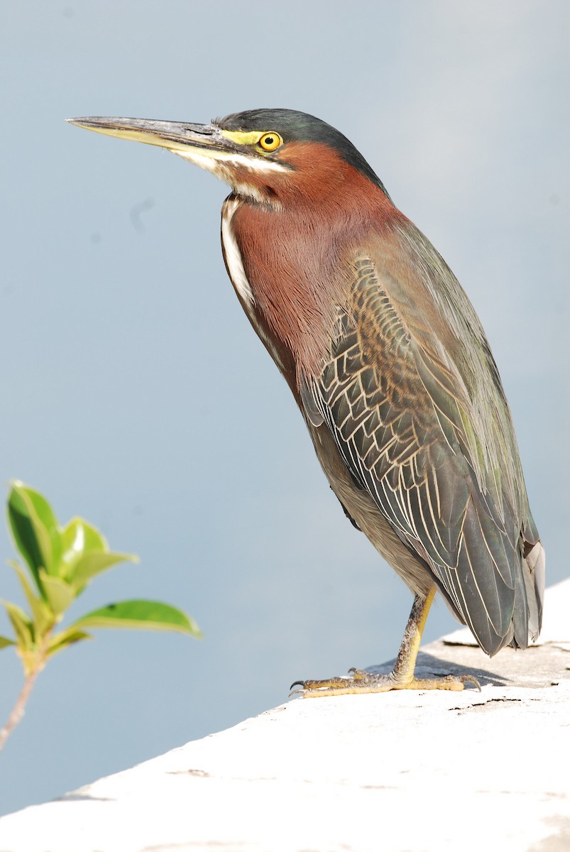 Green Heron - Andrew Simon