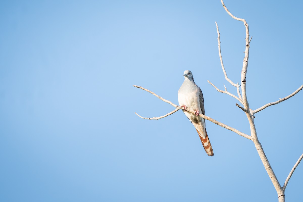 Bar-shouldered Dove - Jake Harfield