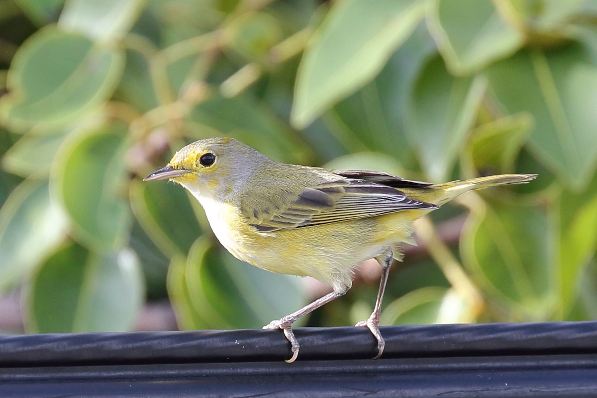 Yellow Warbler (Golden) - ML489521411