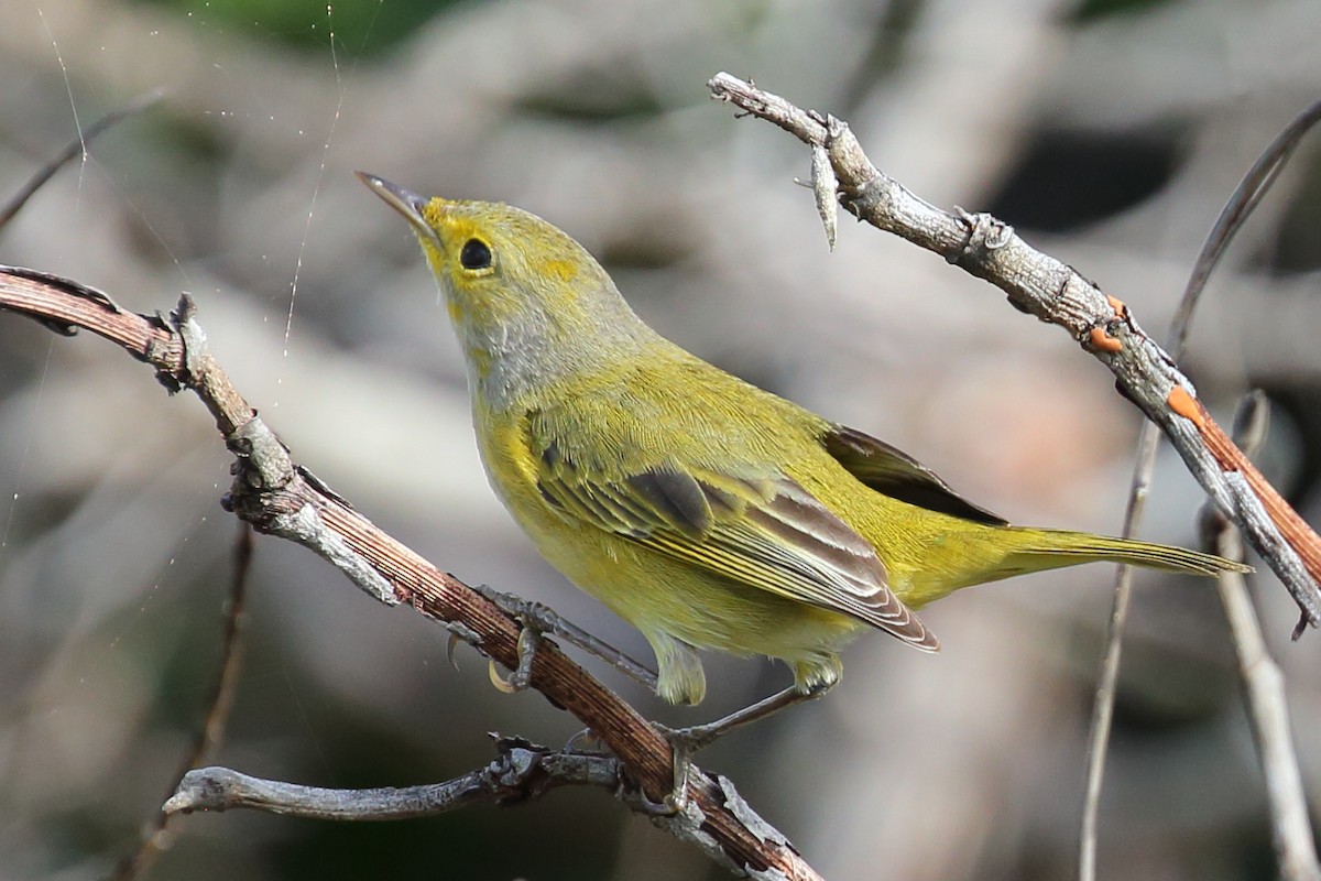 Yellow Warbler (Golden) - Bruce Robinson