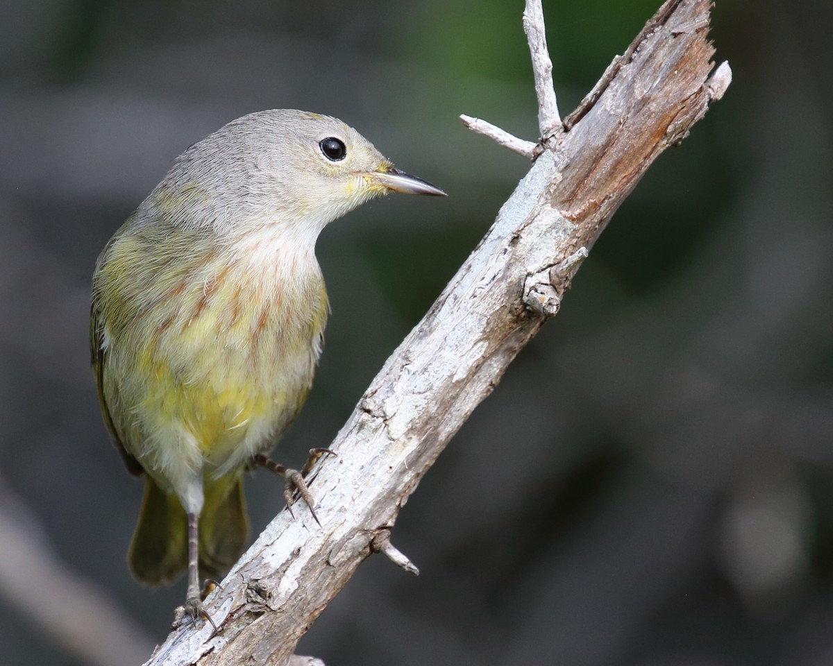 Yellow Warbler (Golden) - ML489521451