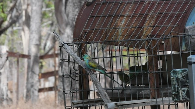 Golden-shouldered Parrot - ML489521751