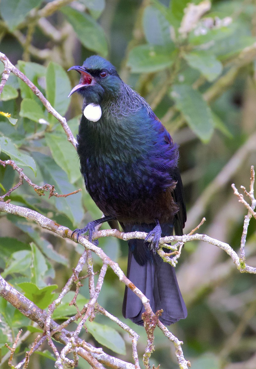 Tui - ML489522181