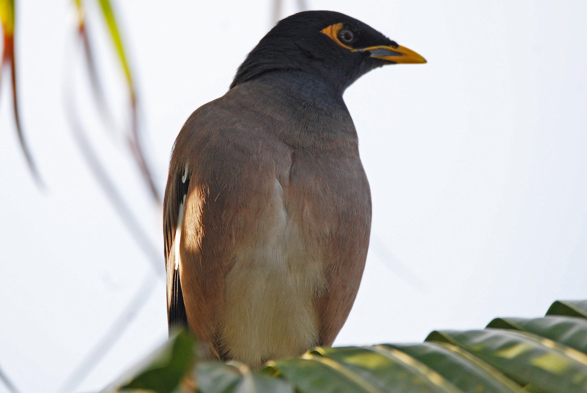 Common Myna - Andrew Simon