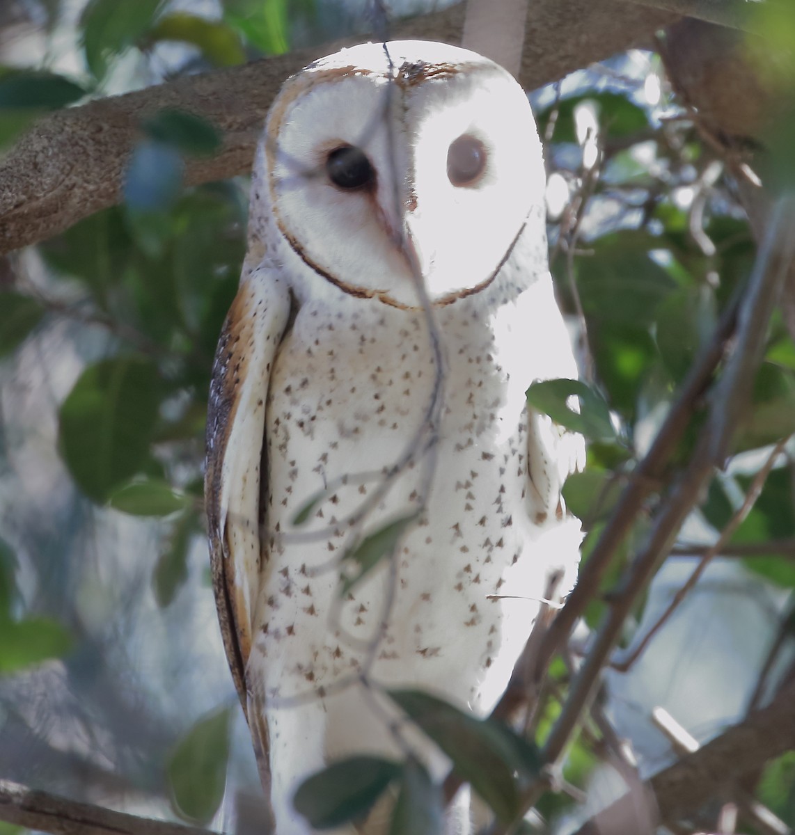 Barn Owl - ML489522811