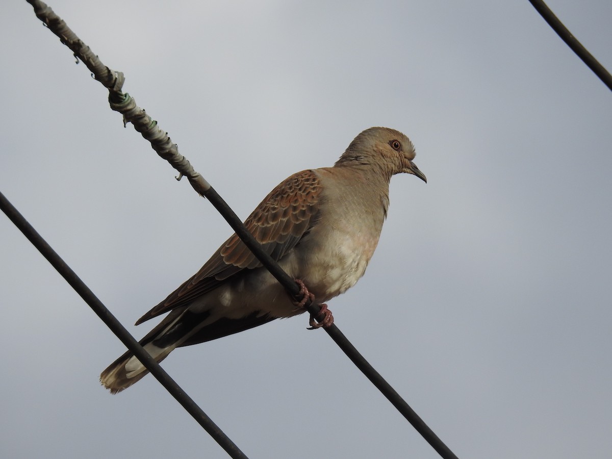 European Turtle-Dove - ML489523161