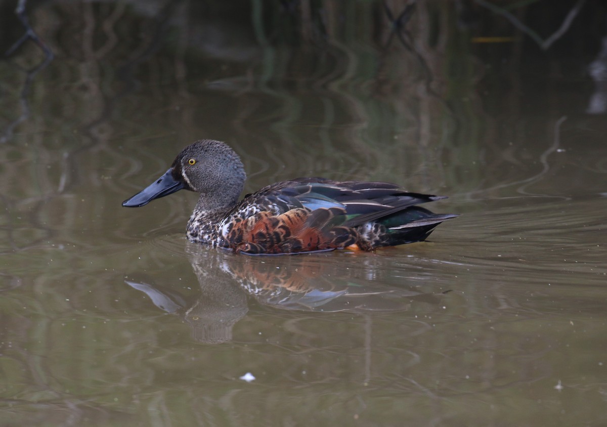 Australasian Shoveler - Geoff de Lisle