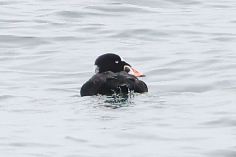 Surf Scoter - ML489524261