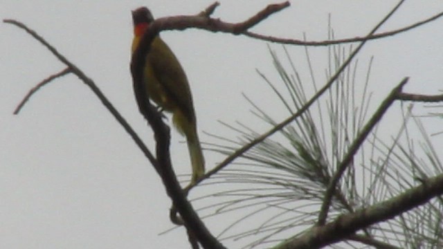 Flame-throated Bulbul - ML489524331