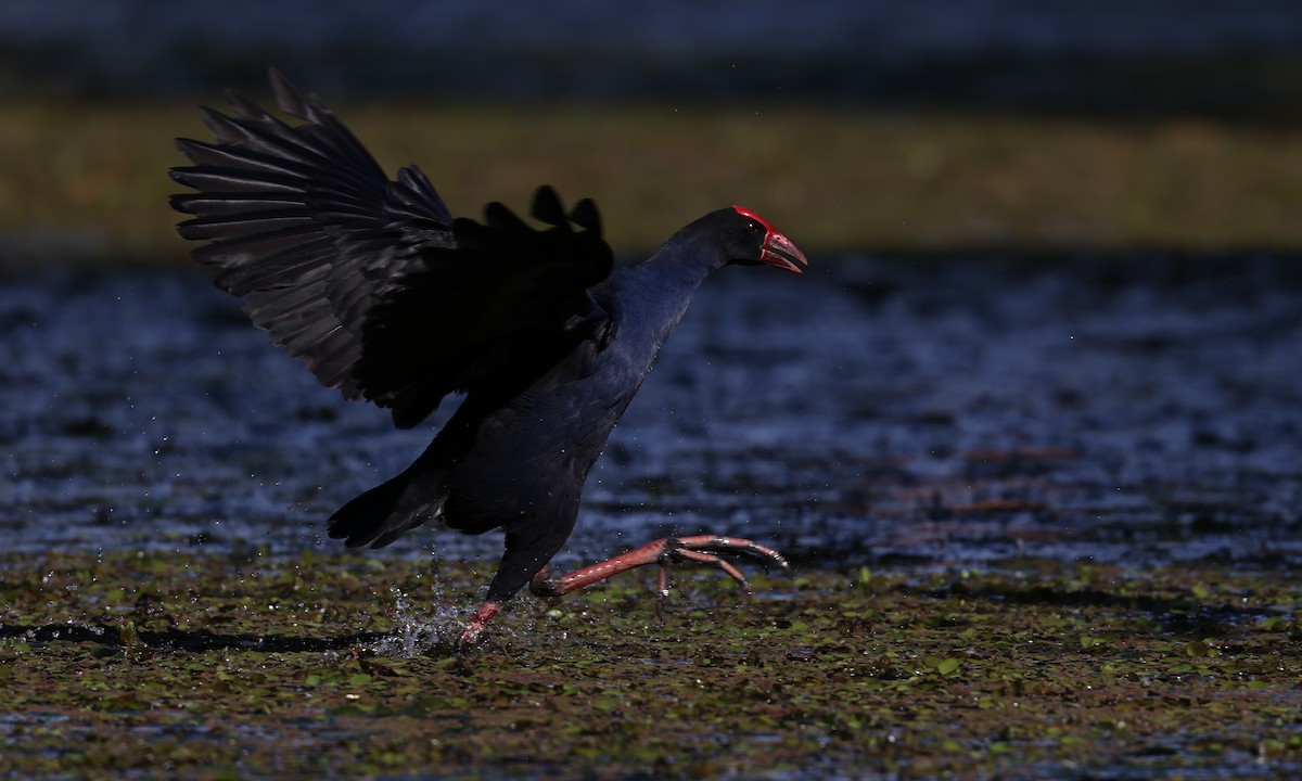 Australasian Swamphen - Andy Gee