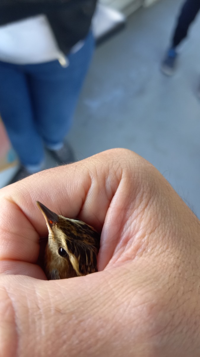 Sedge Warbler - ML489526481