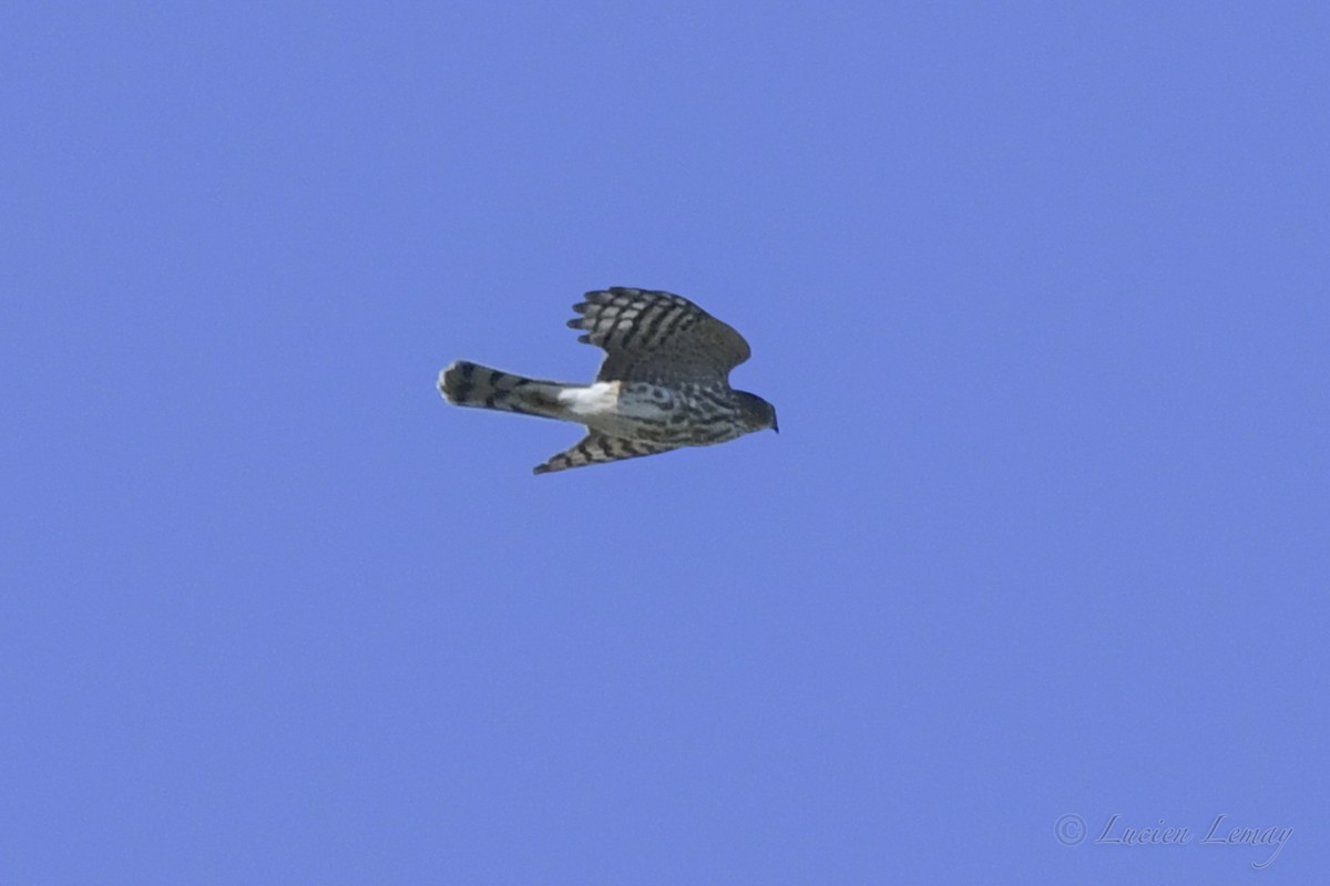 Sharp-shinned Hawk - ML489527461