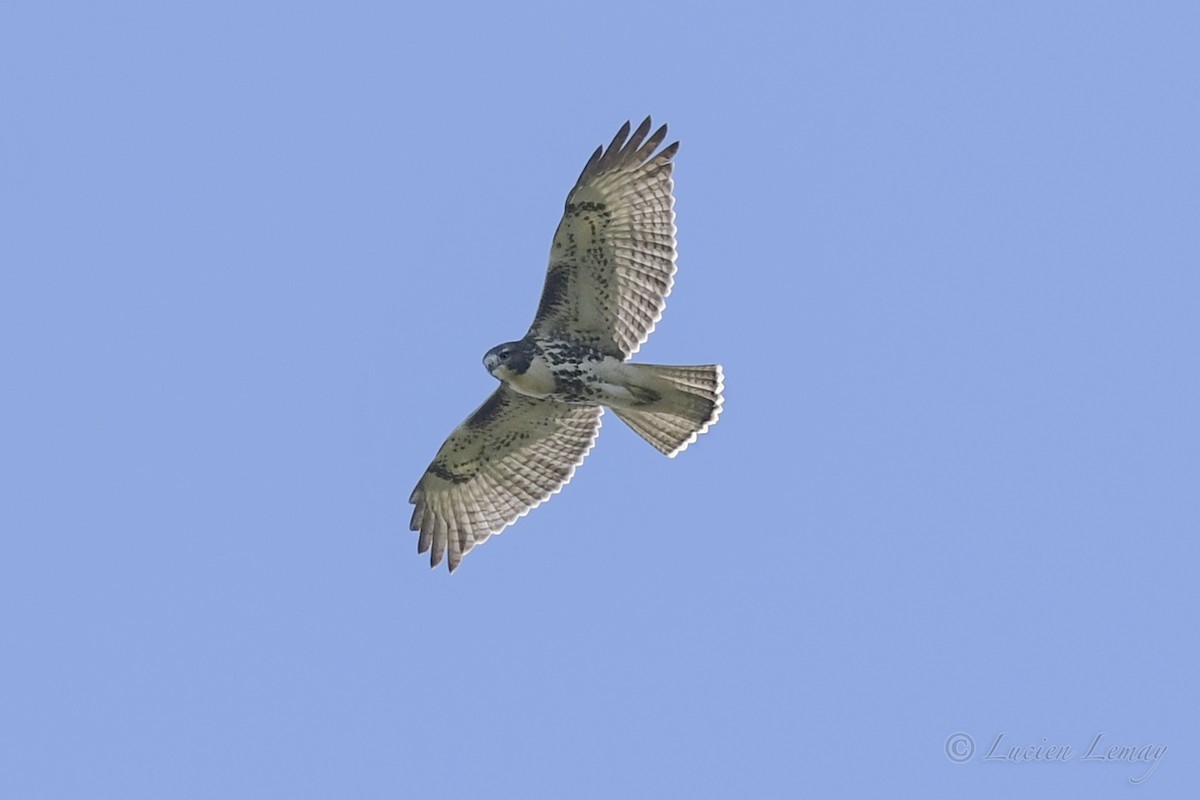 Red-tailed Hawk - ML489528171