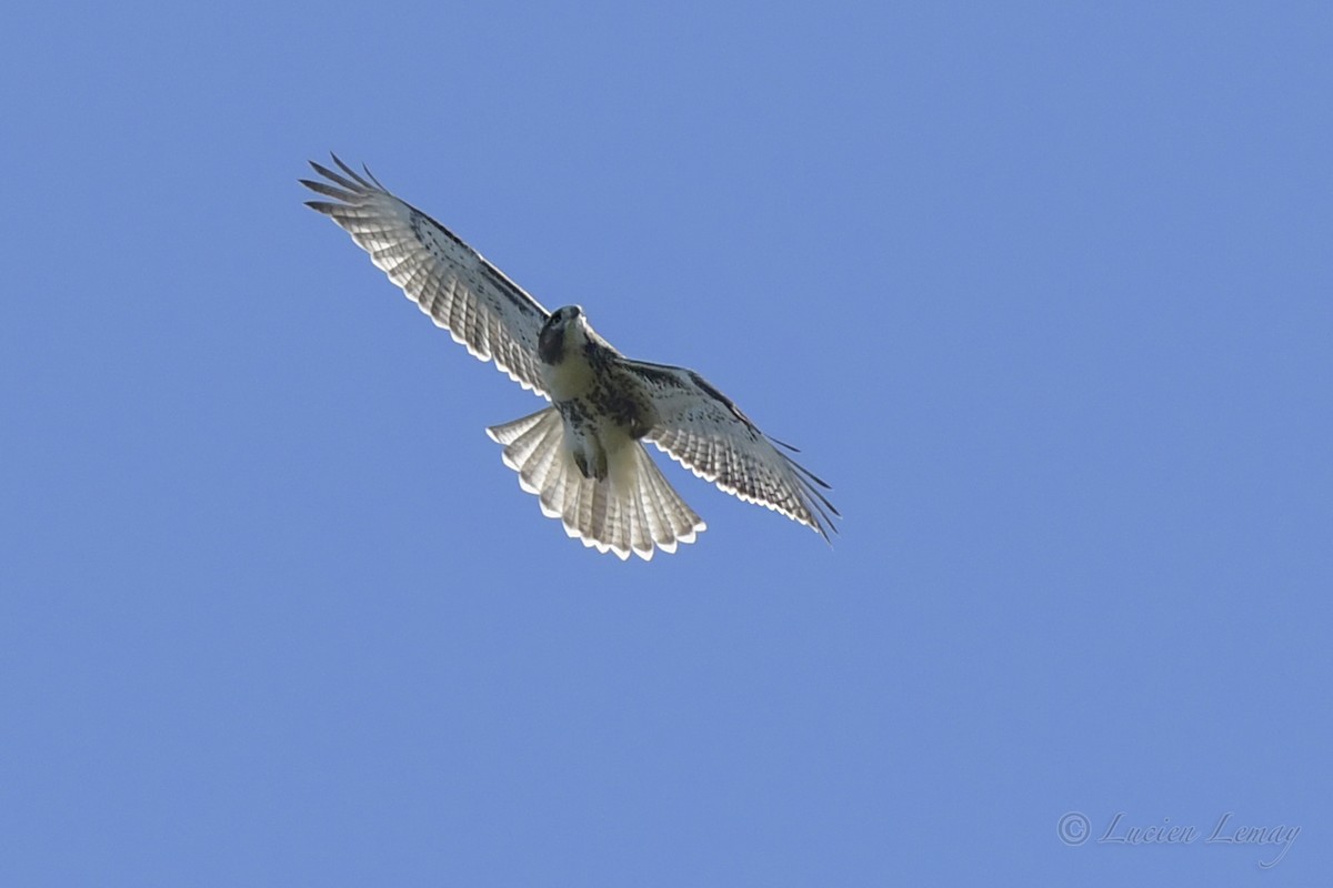 Red-tailed Hawk - ML489528201