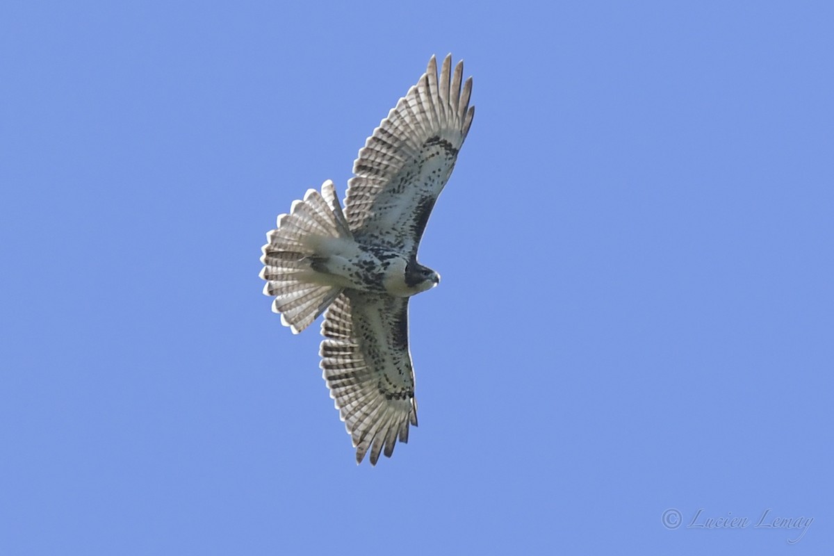 Red-tailed Hawk - ML489528211