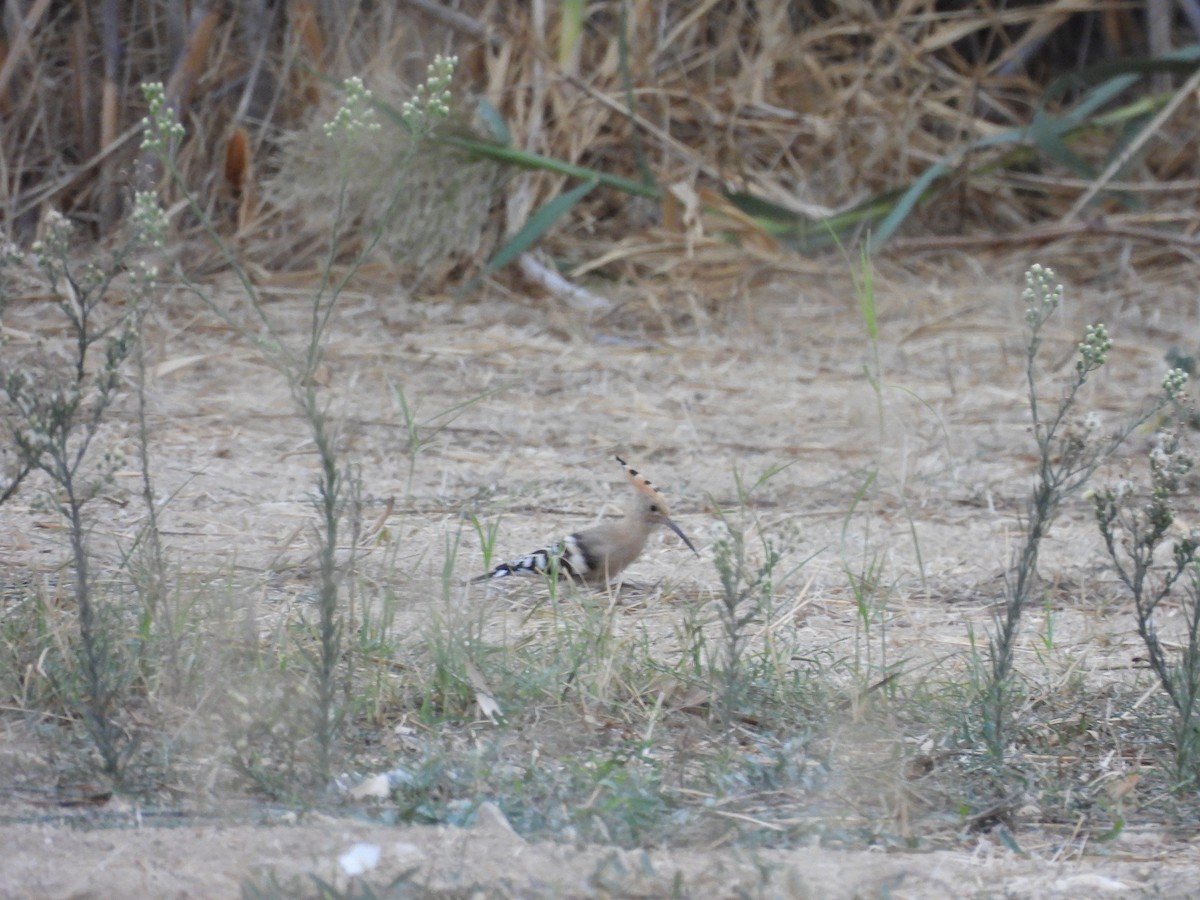 Eurasian Hoopoe - Michelle Bélanger