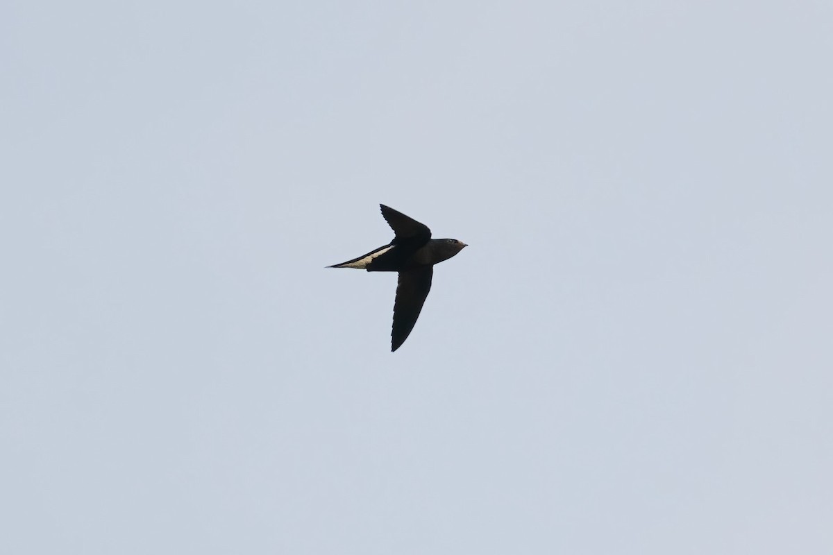 Brown-backed Needletail - ML489529991
