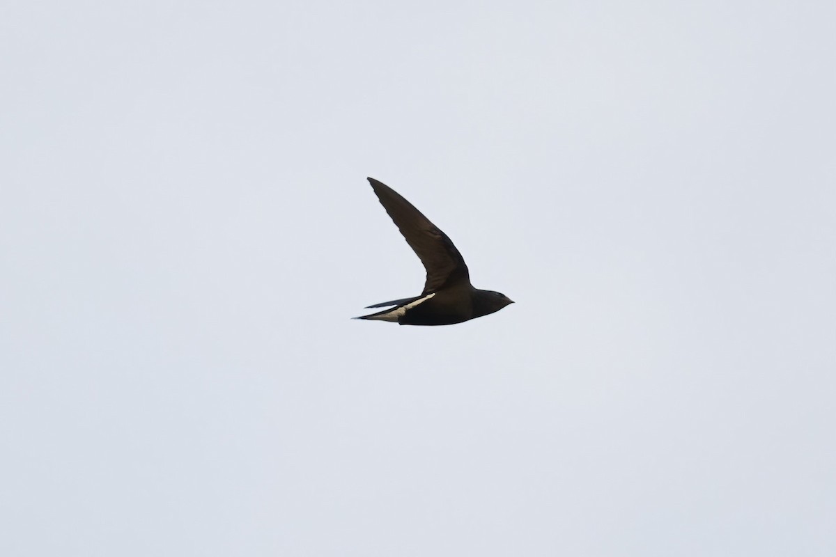 Brown-backed Needletail - ML489530001