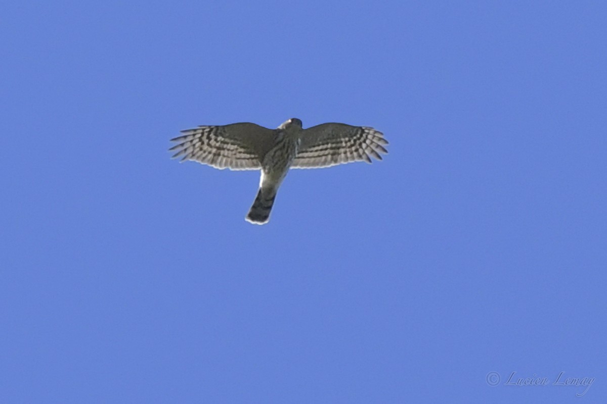 Sharp-shinned Hawk - ML489530681