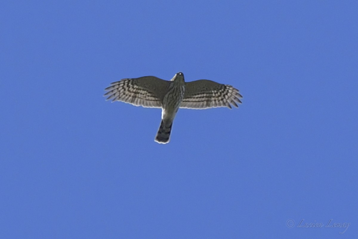 Sharp-shinned Hawk - Lucien Lemay