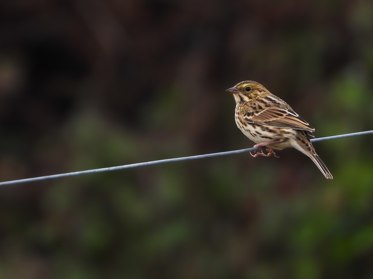 Savannah Sparrow - ML489531341