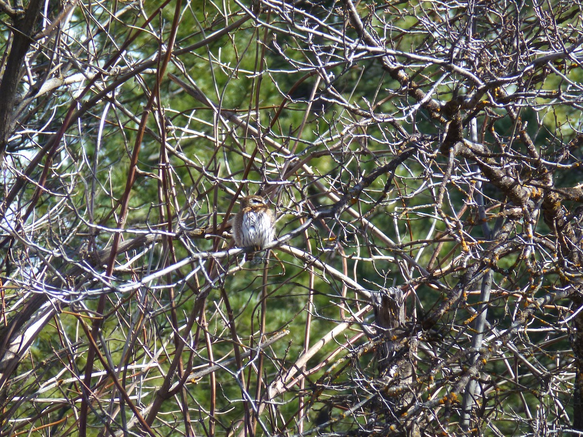 Northern Pygmy-Owl - ML48953221