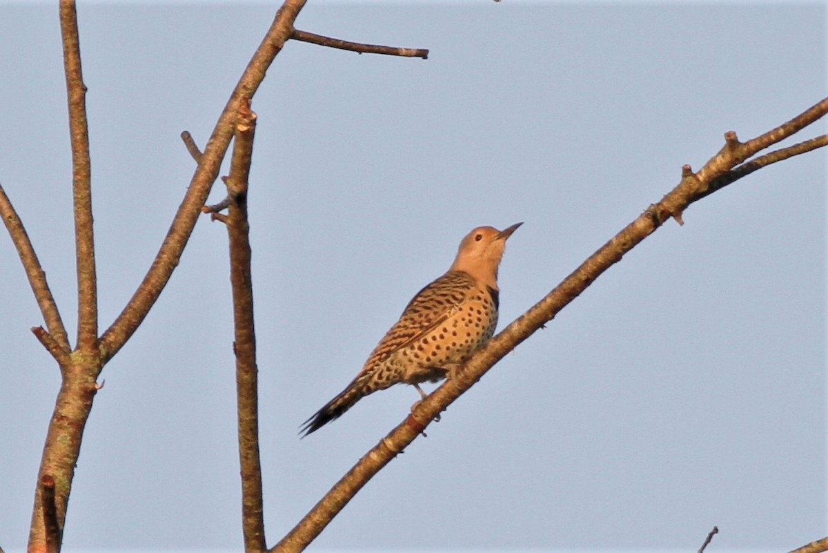 Northern Flicker (Yellow-shafted) - ML489533501