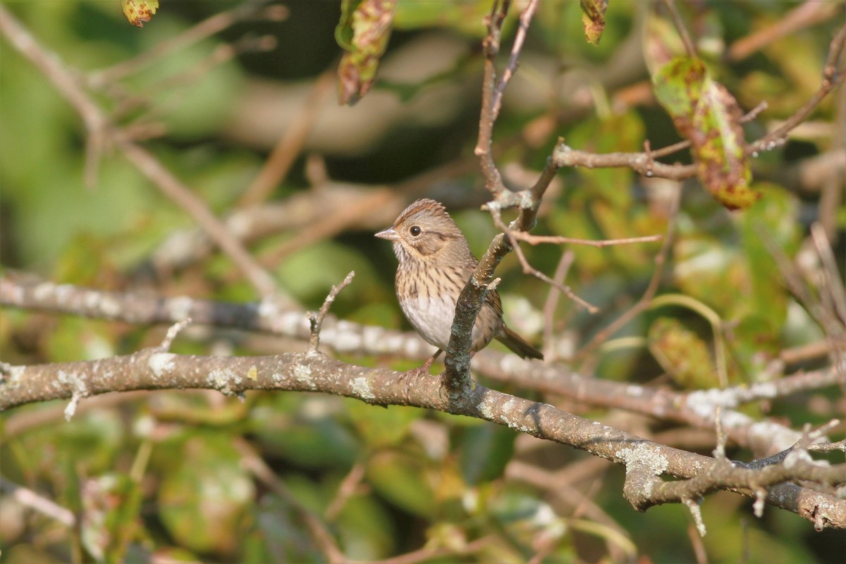 Lincoln's Sparrow - ML489533581