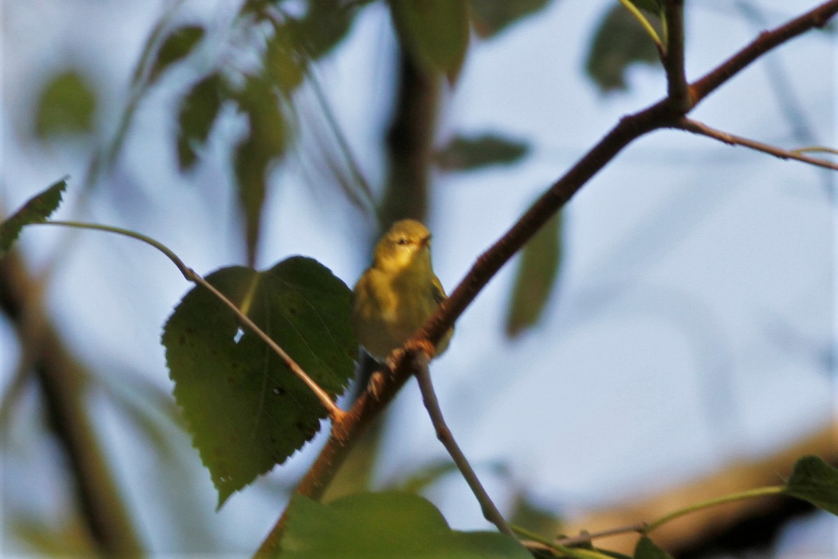 Tennessee Warbler - ML489533621