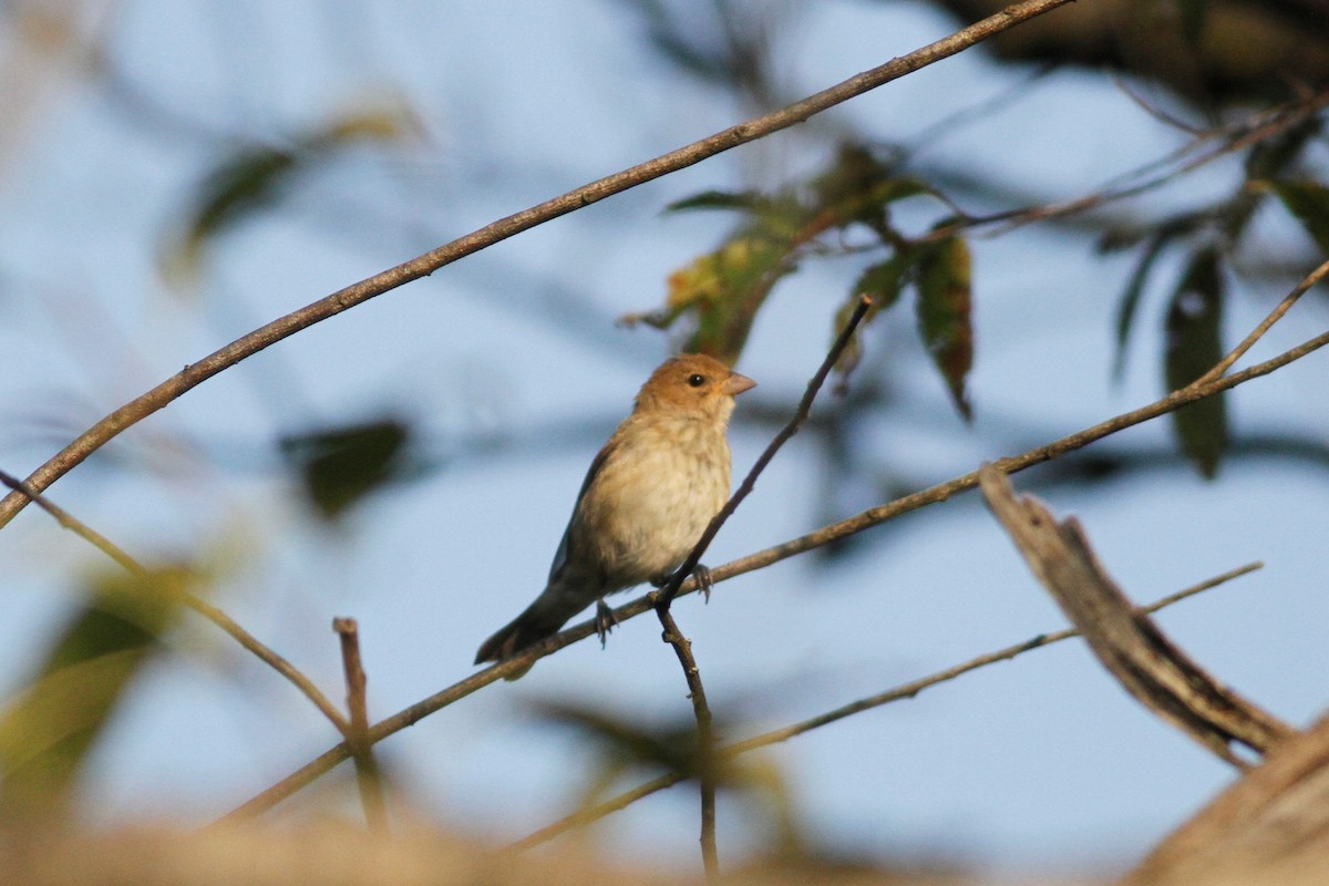 Indigo Bunting - ML489533641