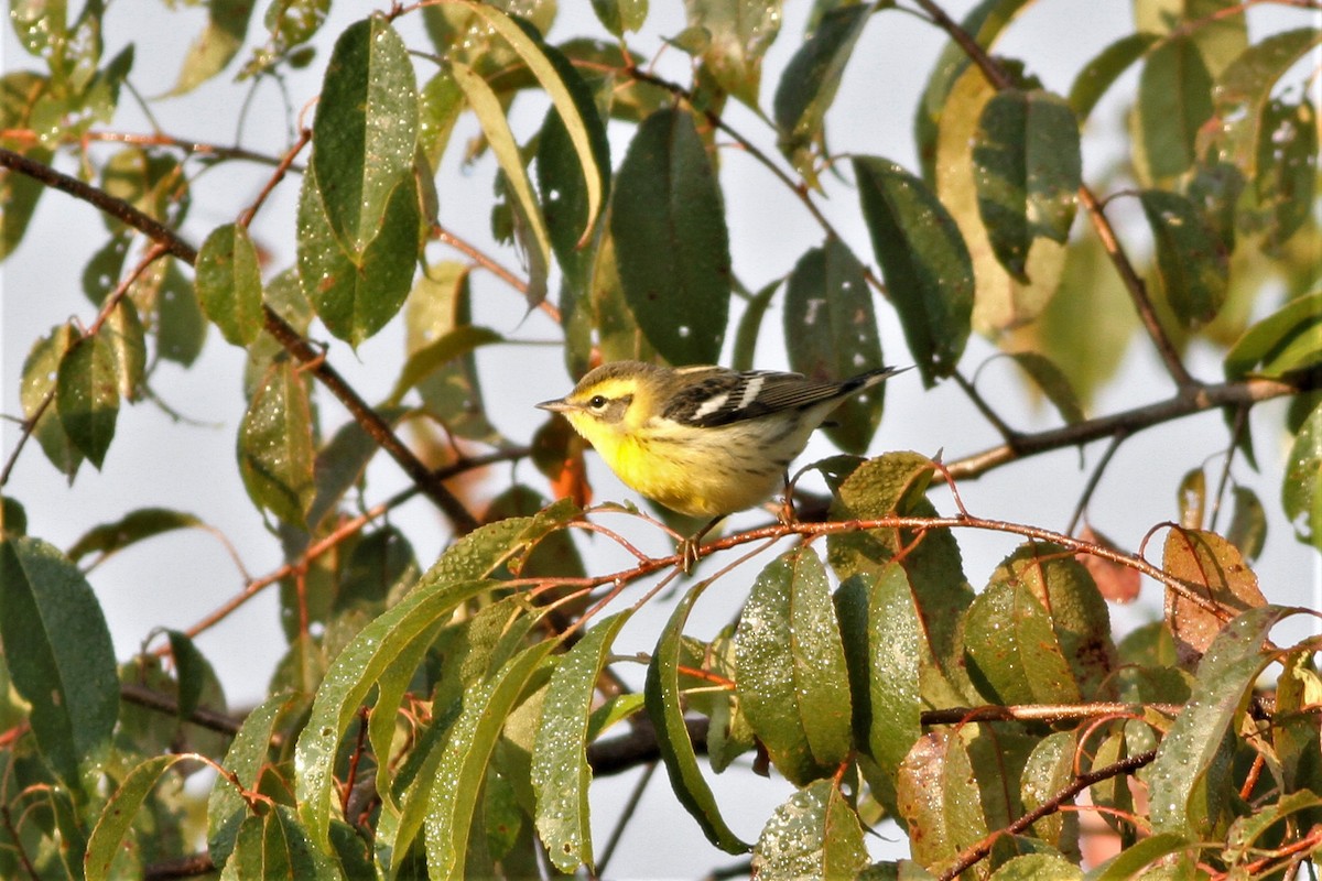 Blackburnian Warbler - ML489533711