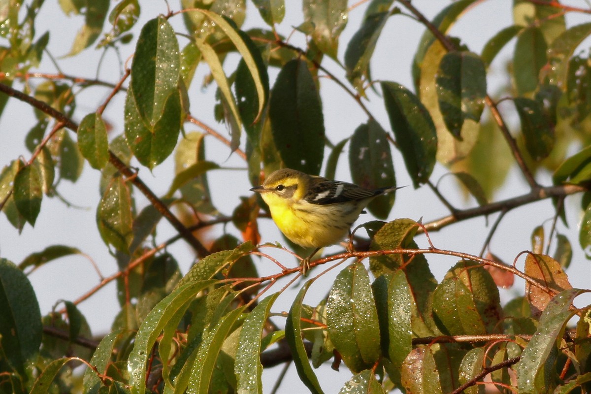 Blackburnian Warbler - ML489533721