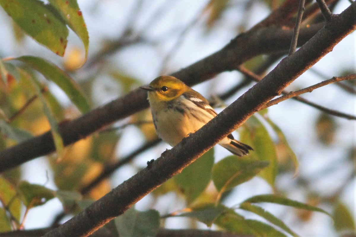 Black-throated Green Warbler - ML489533811