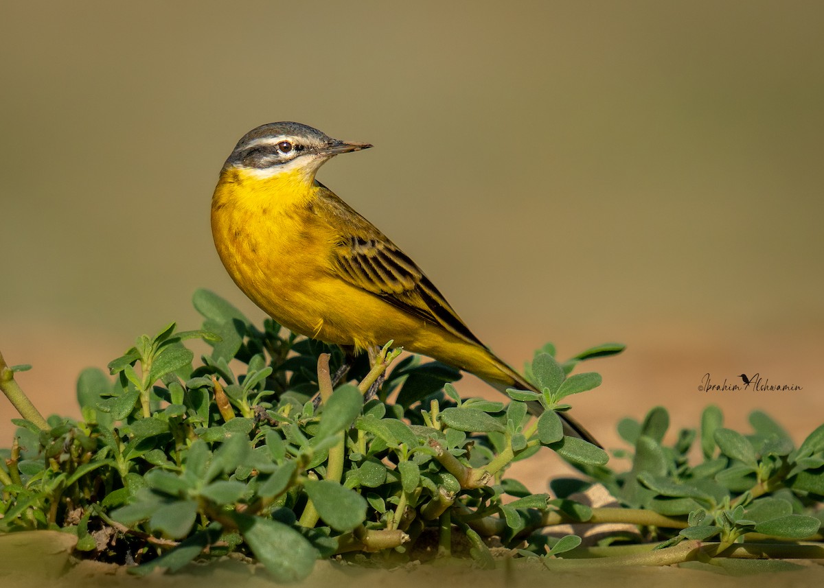 Western Yellow Wagtail - ML489534801