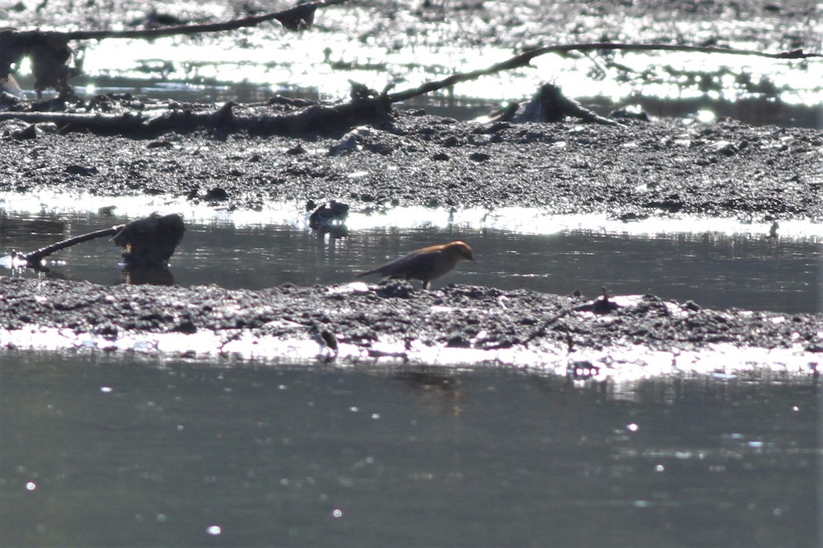 Rusty Blackbird - ML489534811