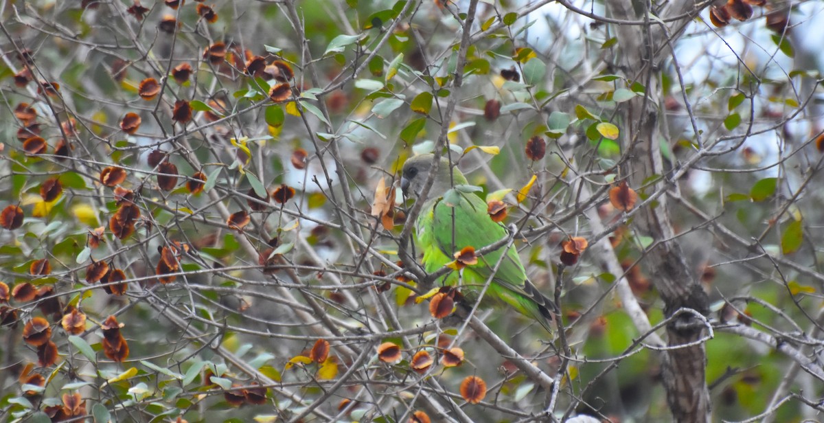 Brown-headed Parrot - ML489534821